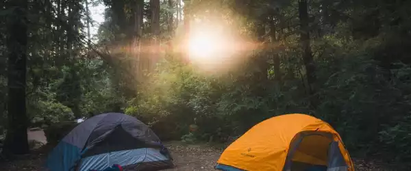 forest-600x250-crop-50-50.webp