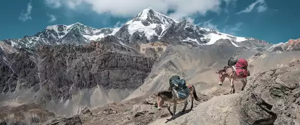 himalaya-600x250-crop-50-50.webp