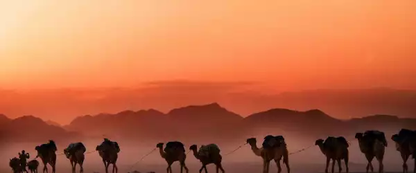 desert-600x250-crop-50-50.webp